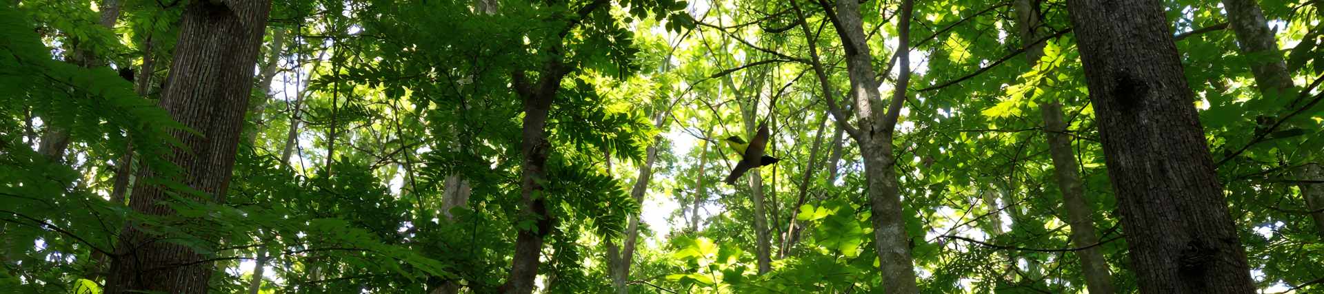 Insights — growing your business